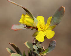 Image of Hibbertia subvaginata (Steudel) F. Müll.