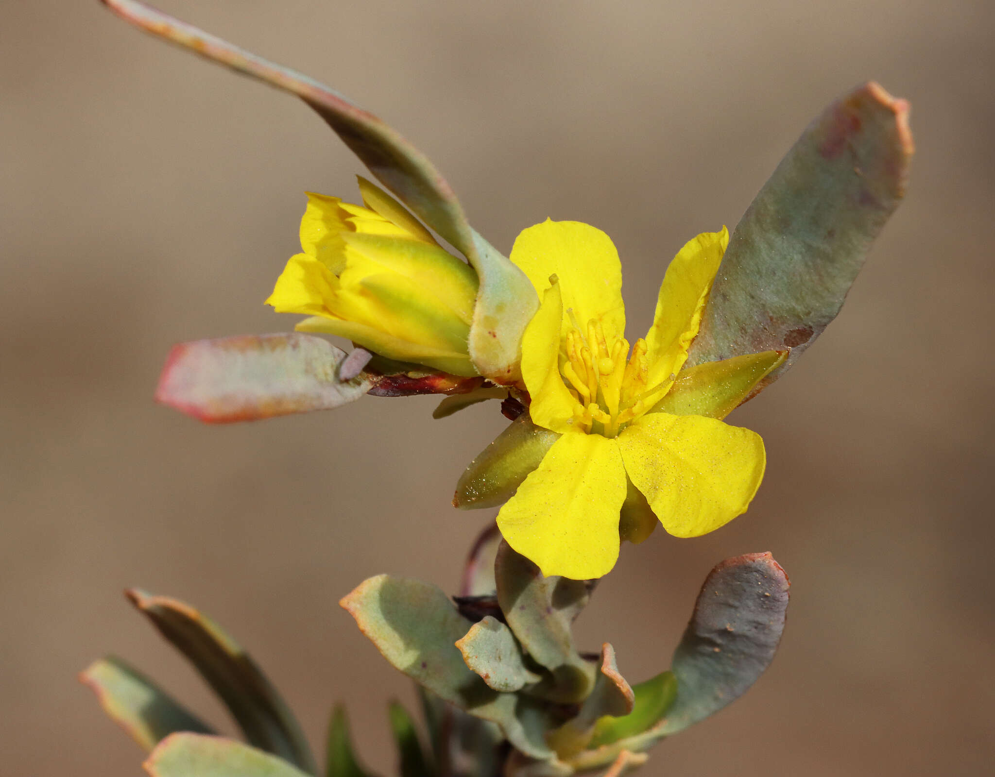 Image de Hibbertia subvaginata (Steudel) F. Müll.