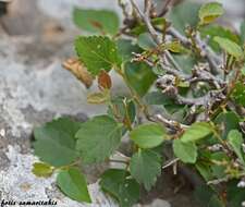 Imagem de Celtis tournefortii Lam.