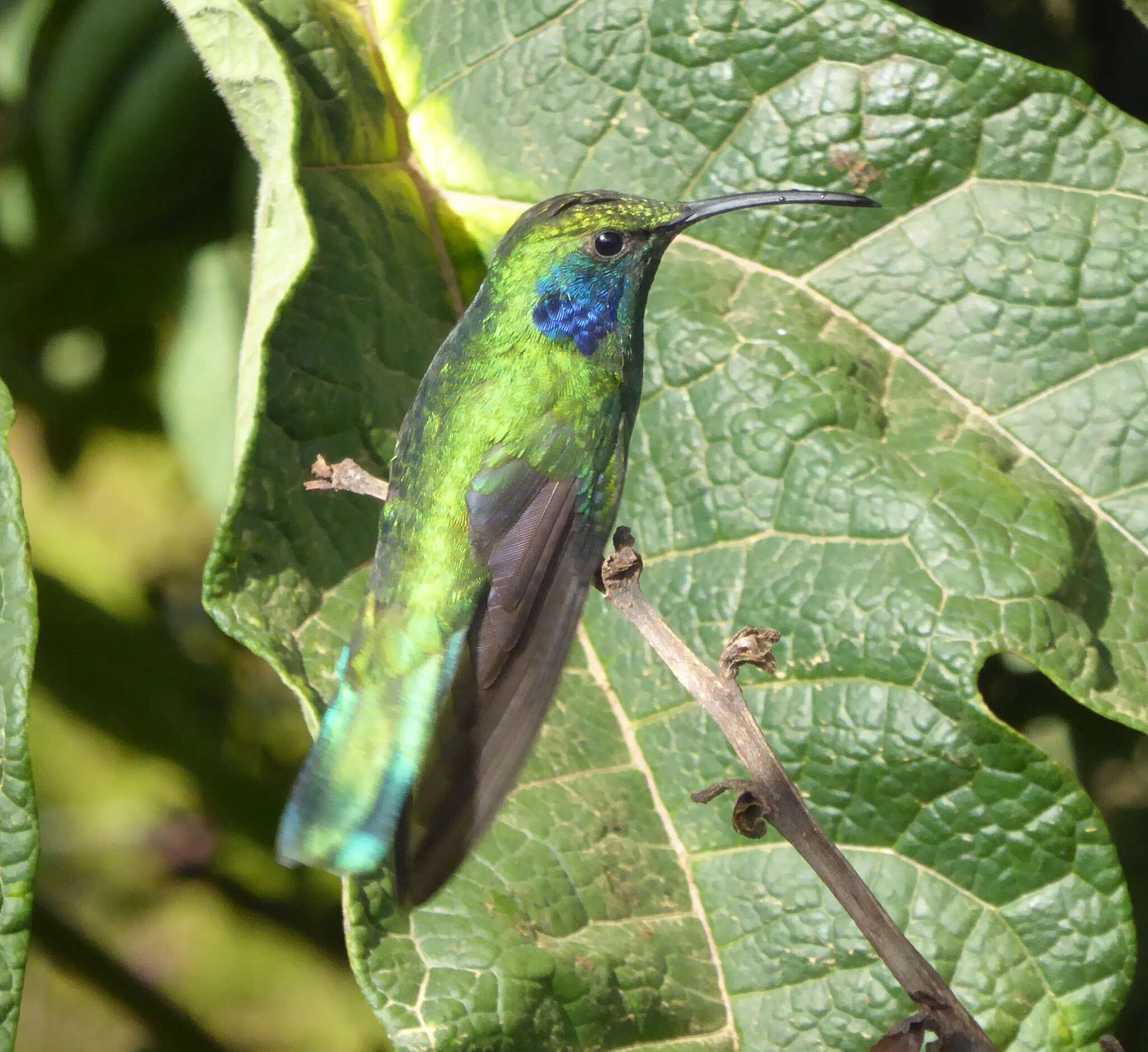 Image of Lesser Violetear