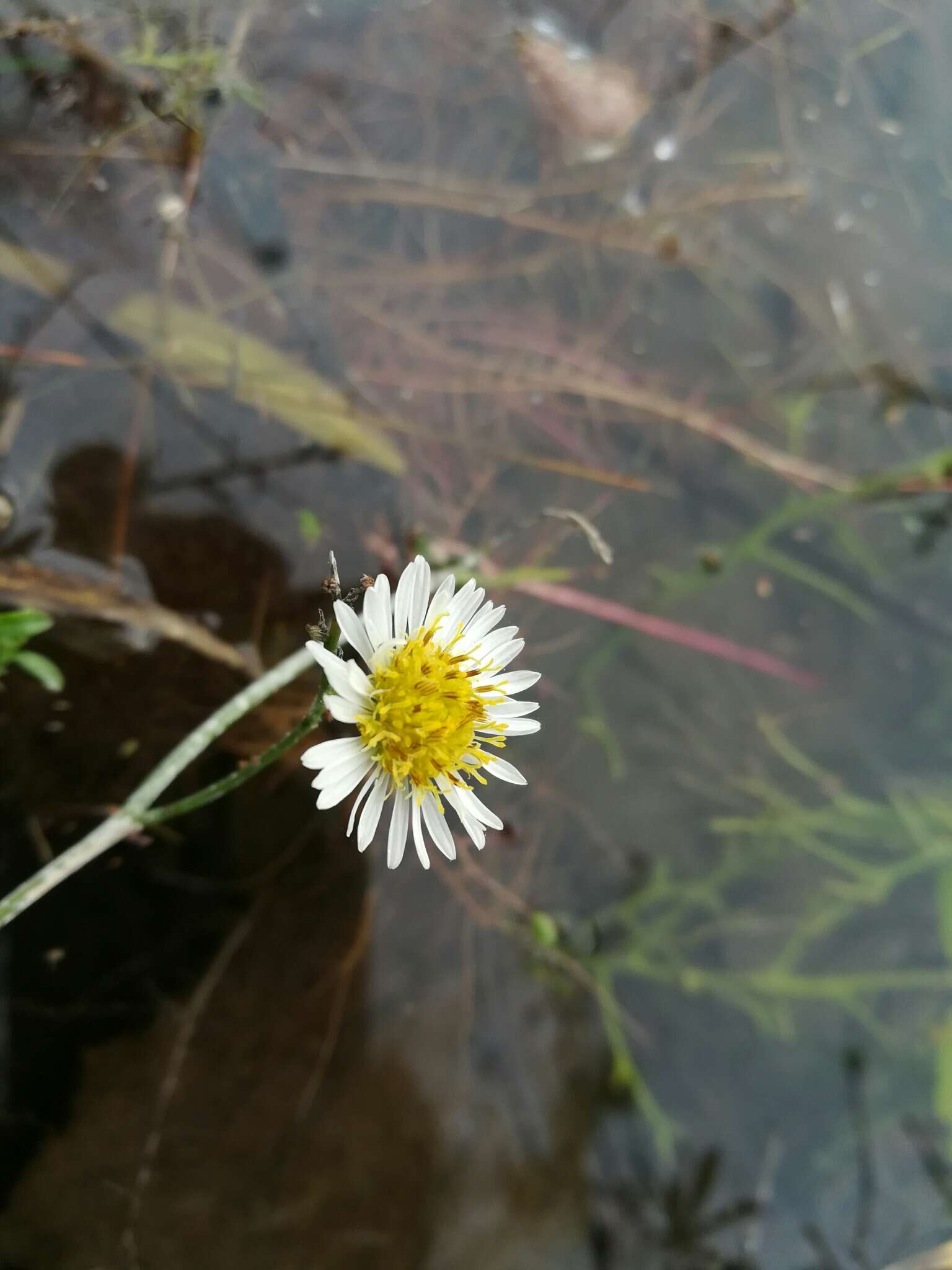 Image of Mexican-Devilweed