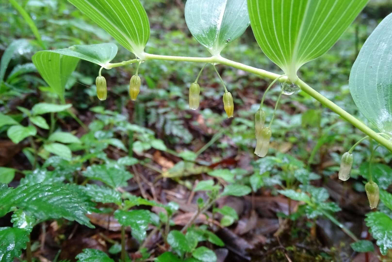 Sivun Heteropolygonatum alte-lobatum (Hayata) Y. H. Tseng, H. Y. Tzeng & C. T. Chao kuva