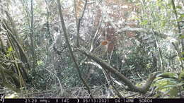 Image of Chestnut-crowned Antpitta