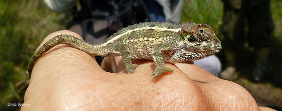 Image of Coarse Chameleon