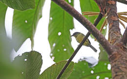 Image of Yellow-breasted Antwren