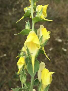 Plancia ëd Linaria dalmatica (L.) Mill.