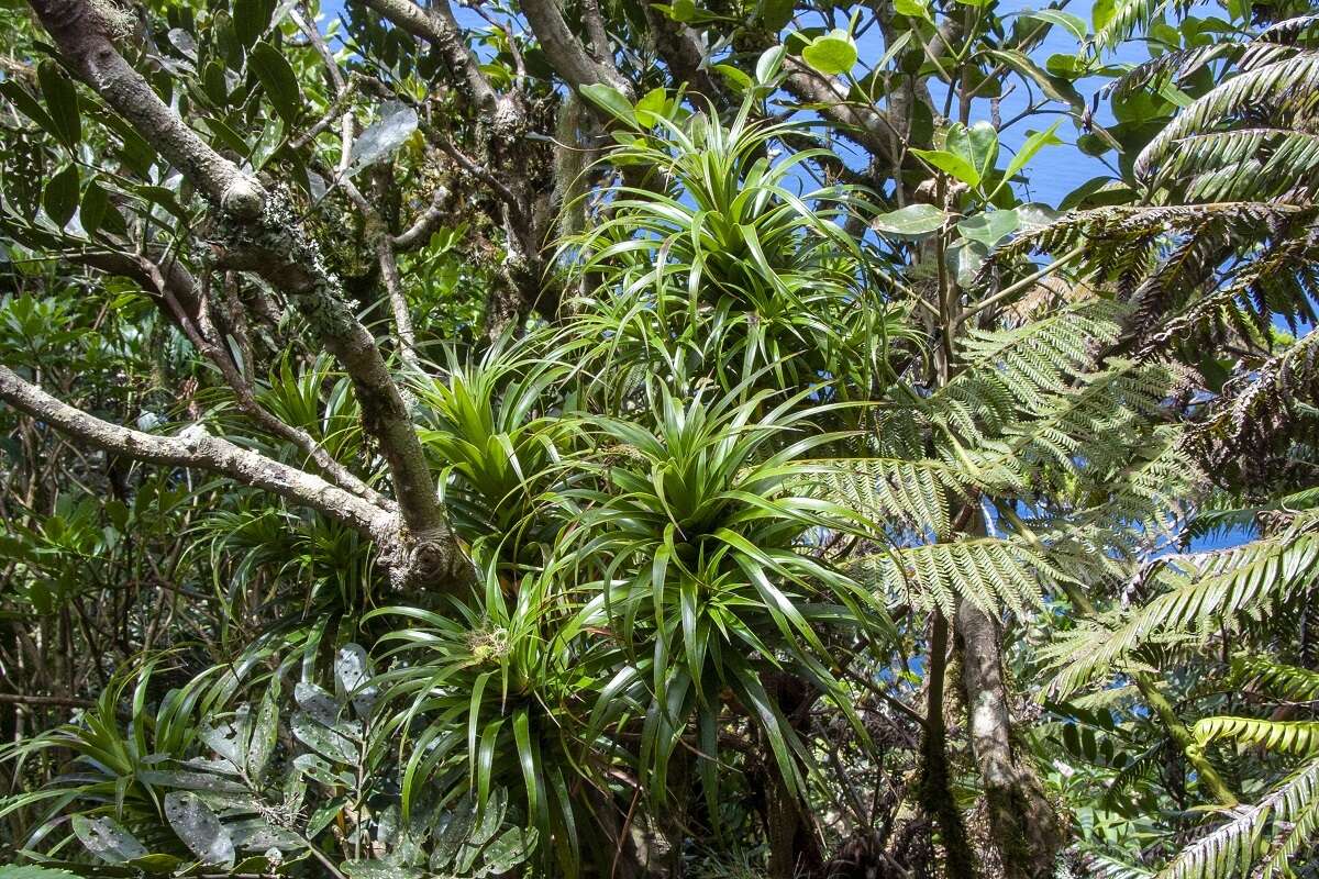 Dracophyllum fitzgeraldii F. Muell.的圖片