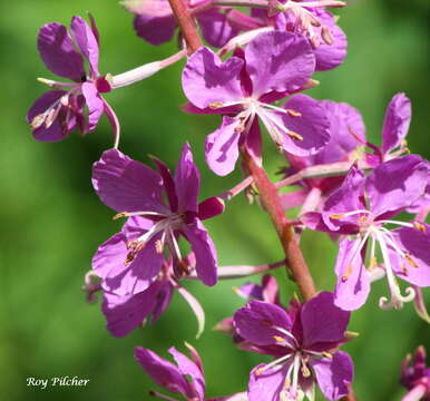 Image of Narrow-Leaf Fireweed