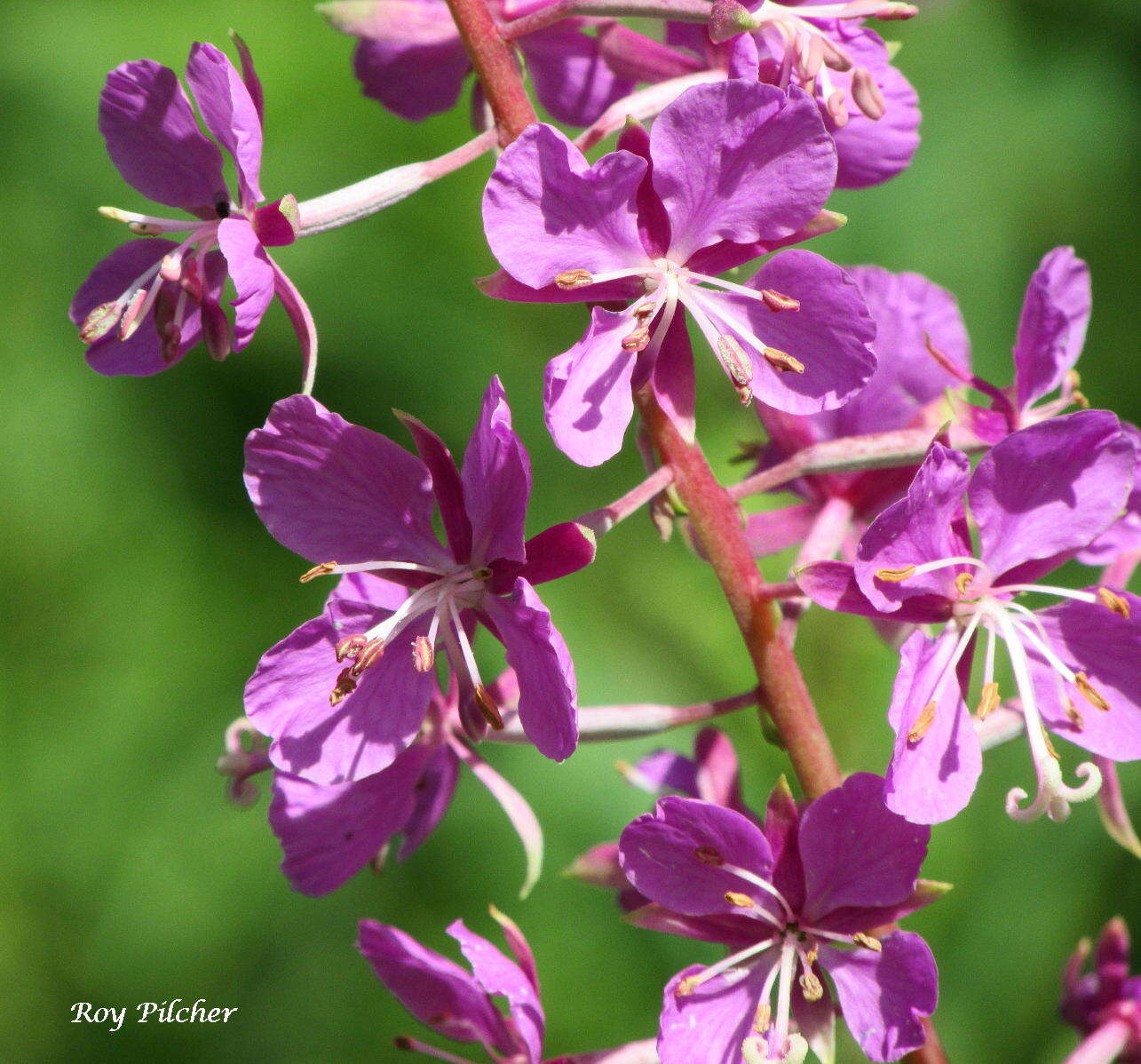 Image of Narrow-Leaf Fireweed