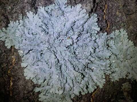 Image of shield lichen