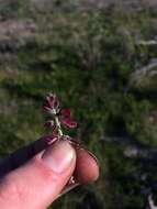 Image de Indigofera incana Thunb.