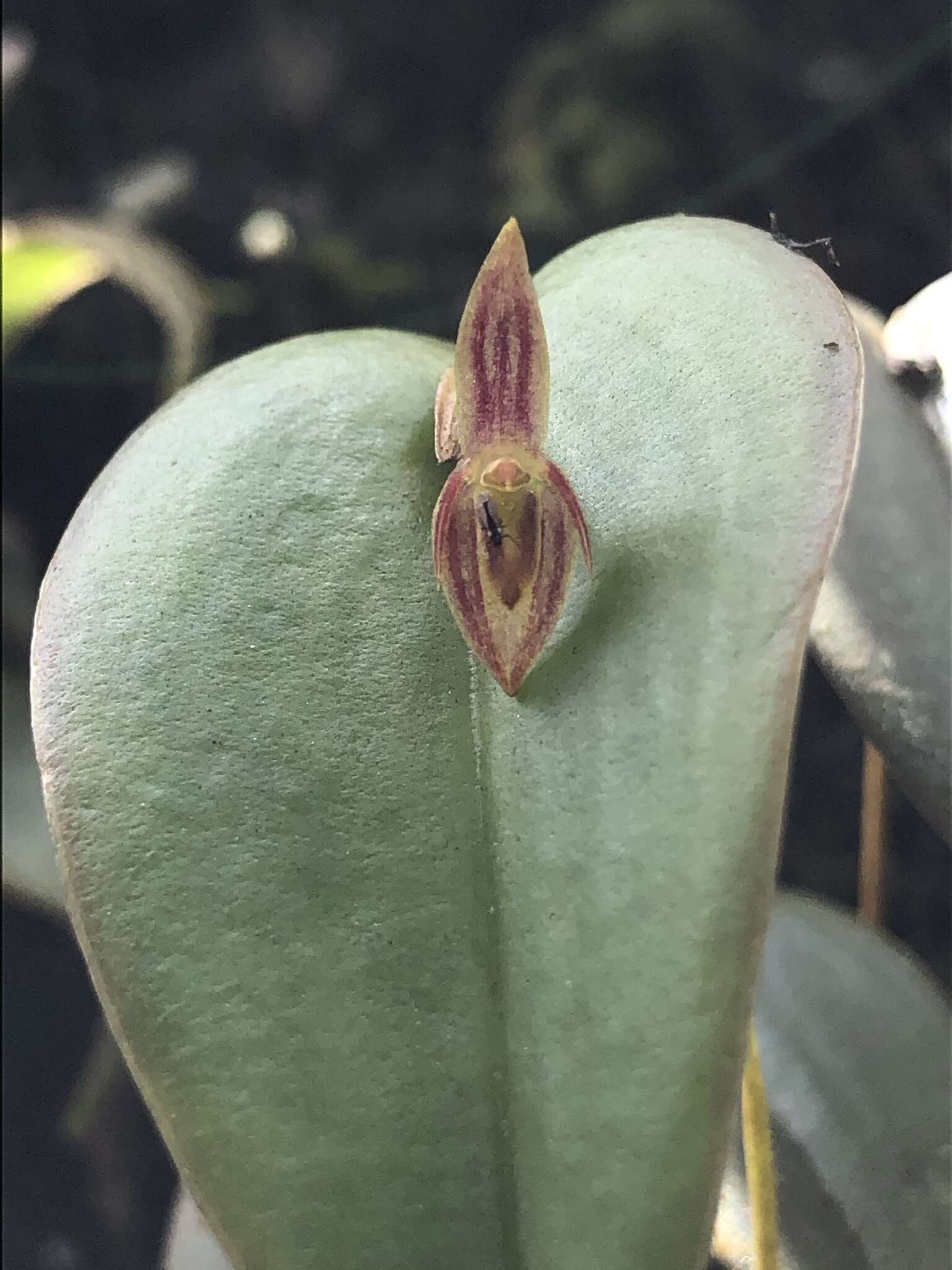 Image of Pleurothallis matudana C. Schweinf.