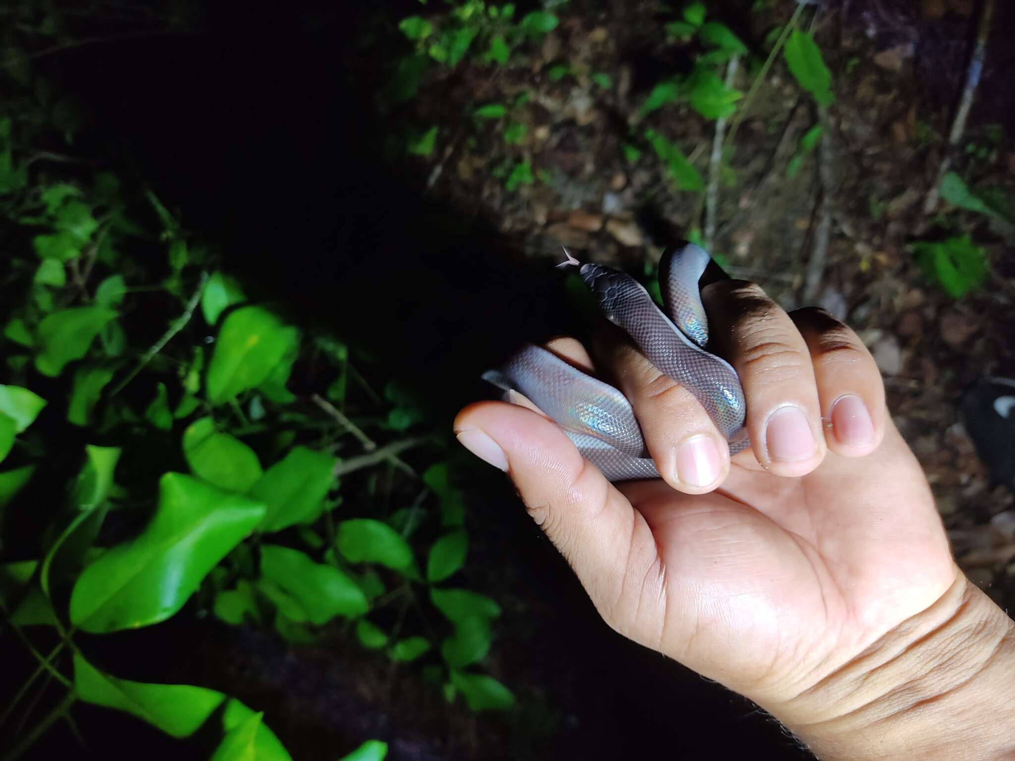 Image of Mexican burrowing pythons