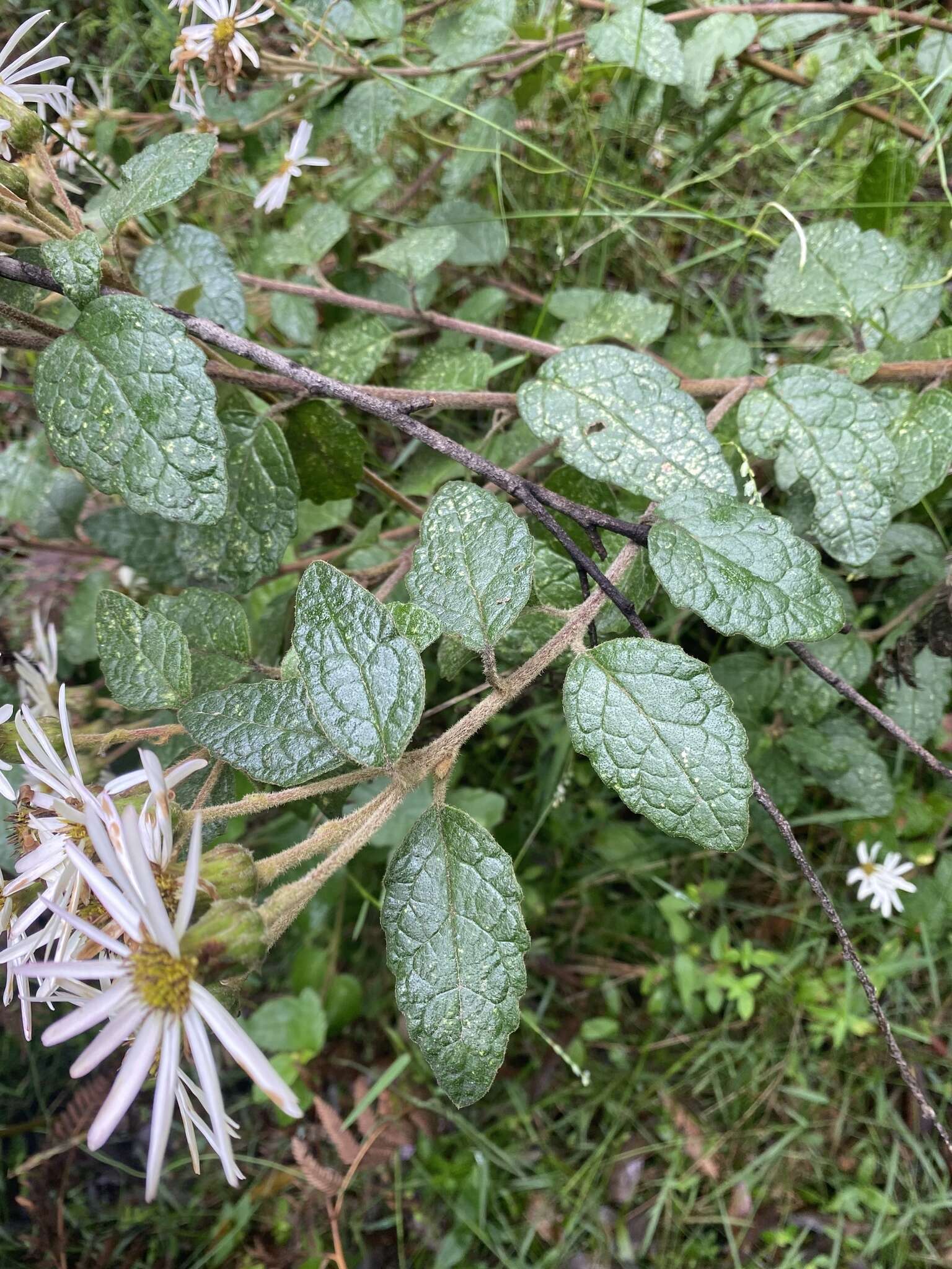 Image of Olearia tomentosa (Wendl.) DC.