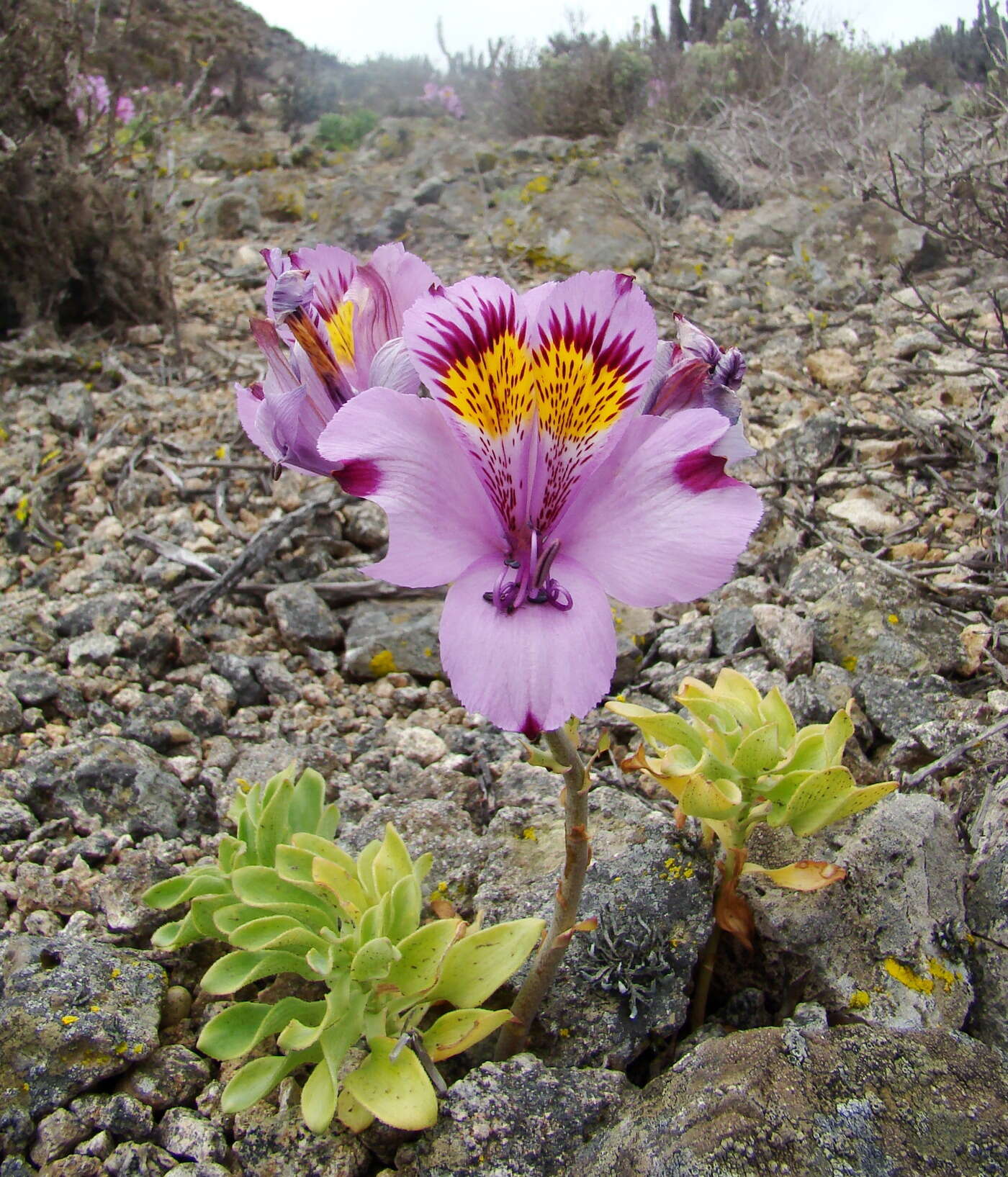 Image of Alstroemeria philippii Baker