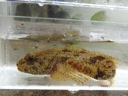 Image of Mottled Sculpin