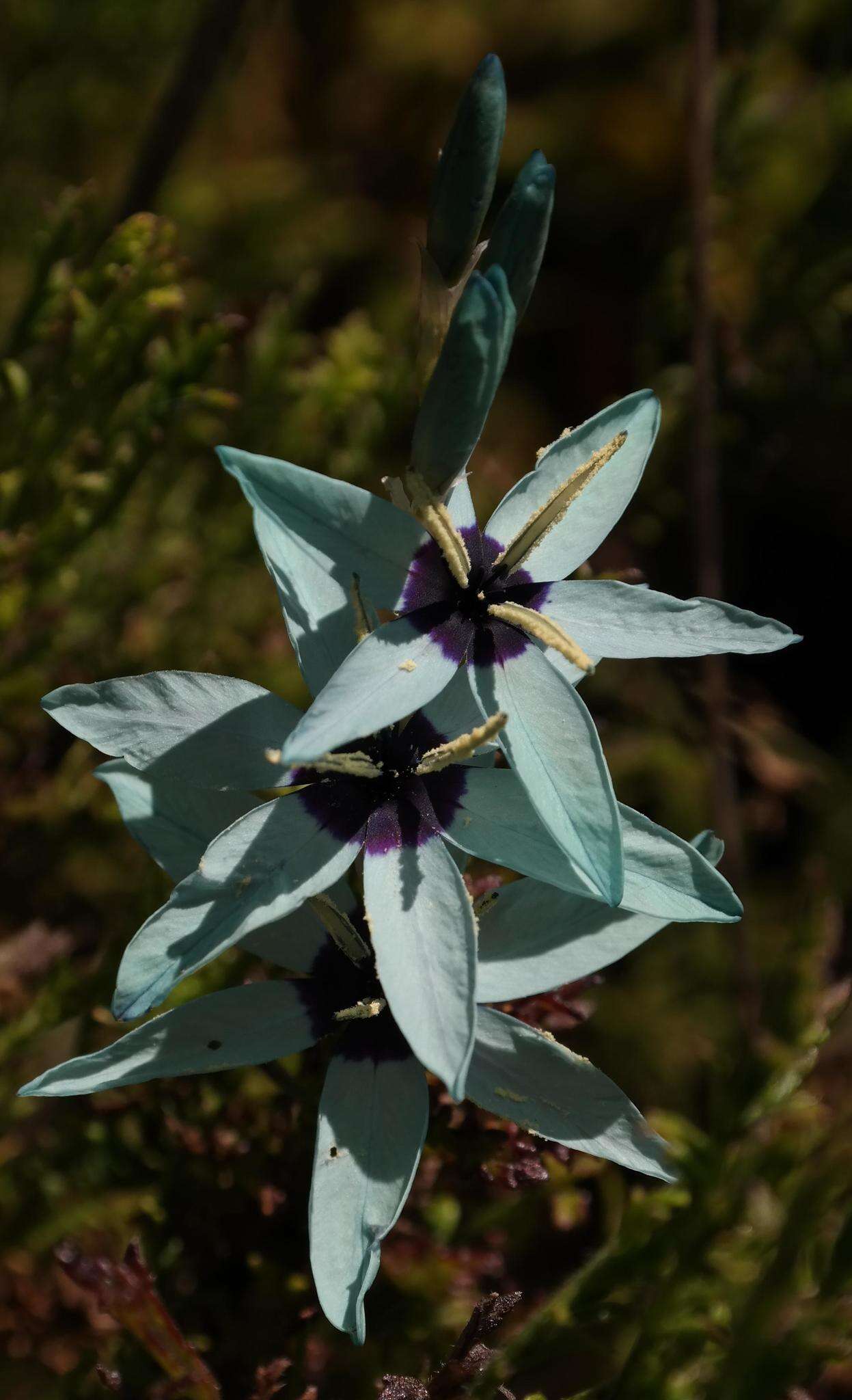 Image of Turquoise Ixia