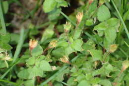 Image of Crassula peculiaris (Tölken) Tölken & Wickens