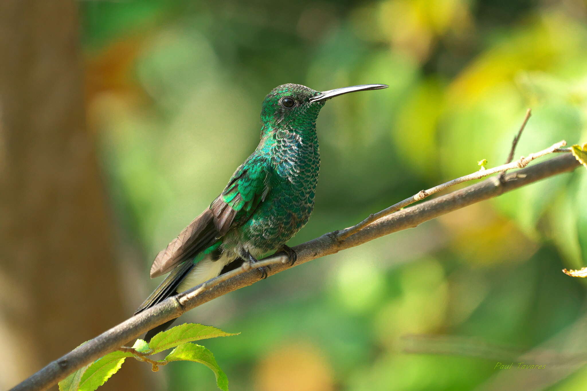 Image of White-vented Plumeleteer