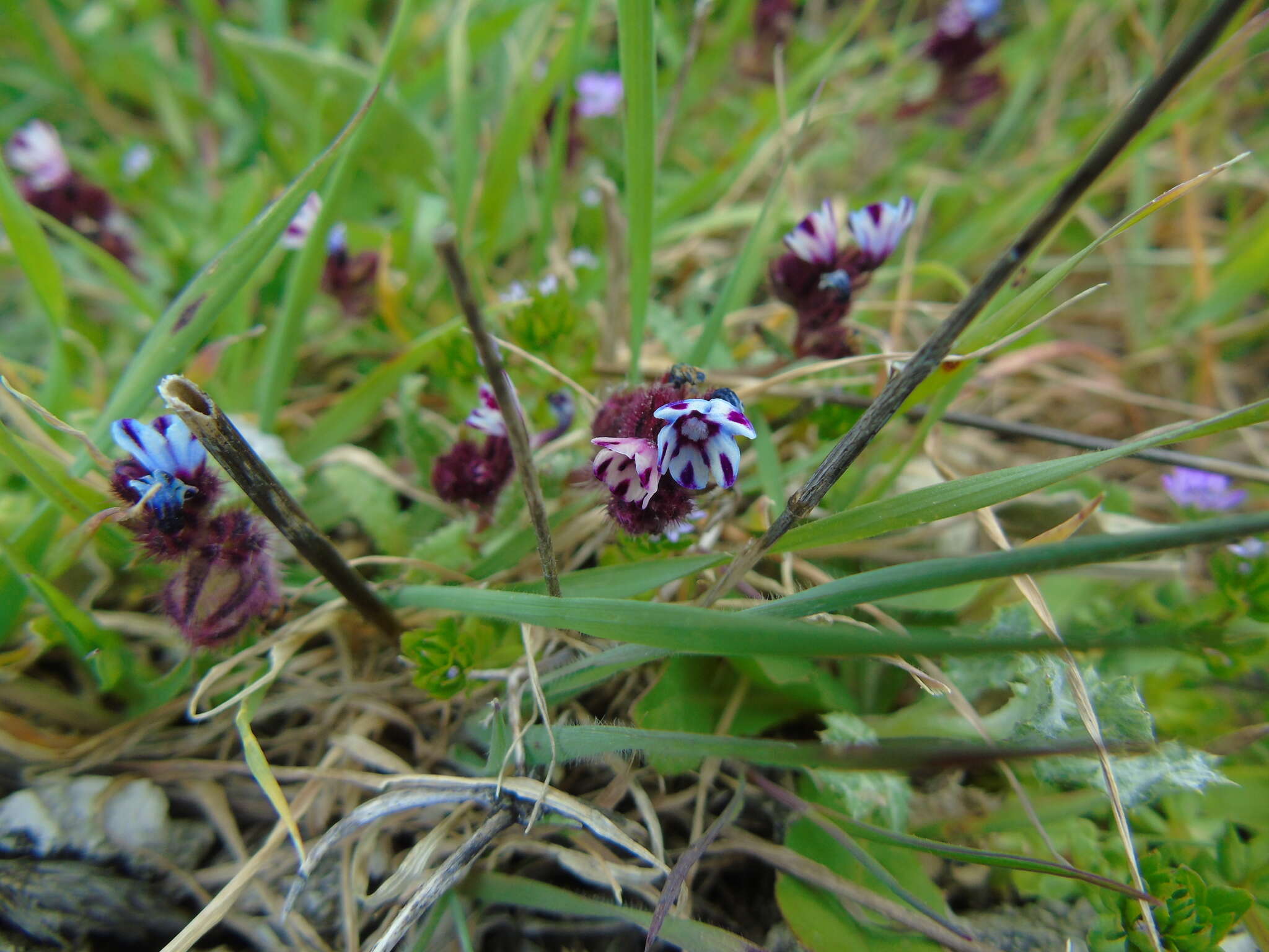 Image de Anchusella variegata (L.) M. Bigazzi, E. Nardi & F. Selvi