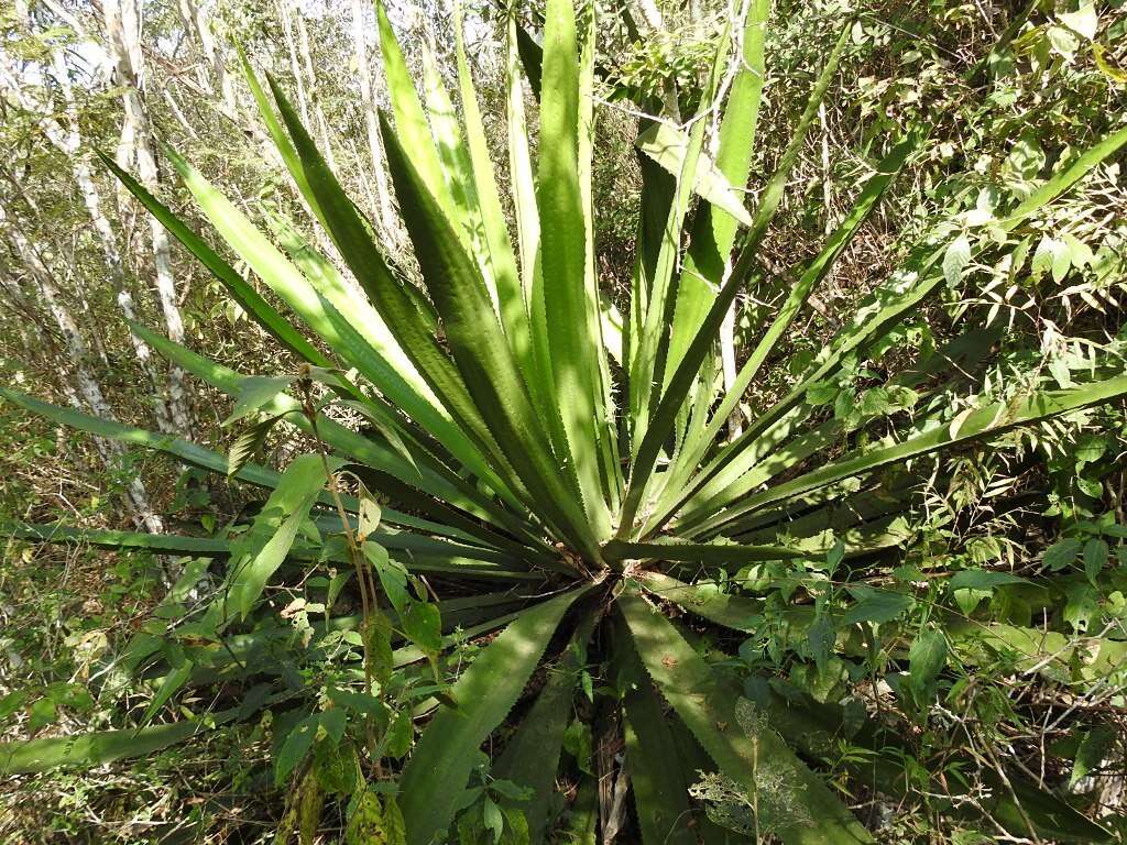 Furcraea guatemalensis Trel.的圖片