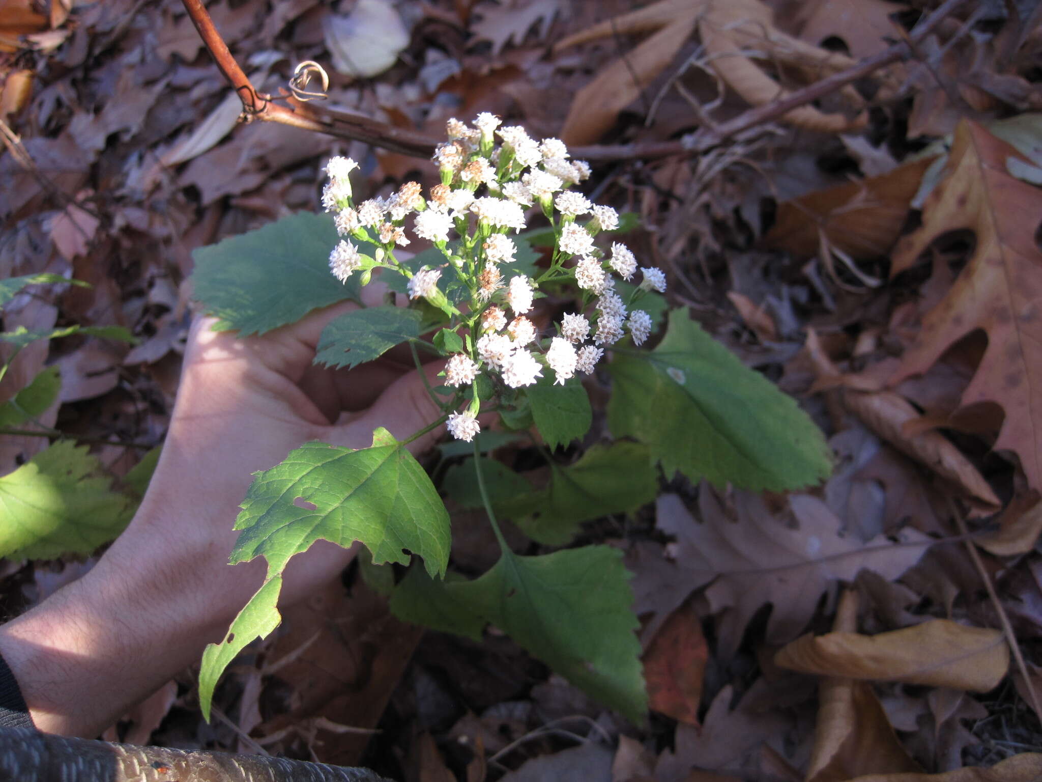 Plancia ëd Ageratina altissima (L.) R. King & H. Rob.