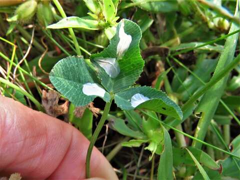 Image of Leaf miner moth