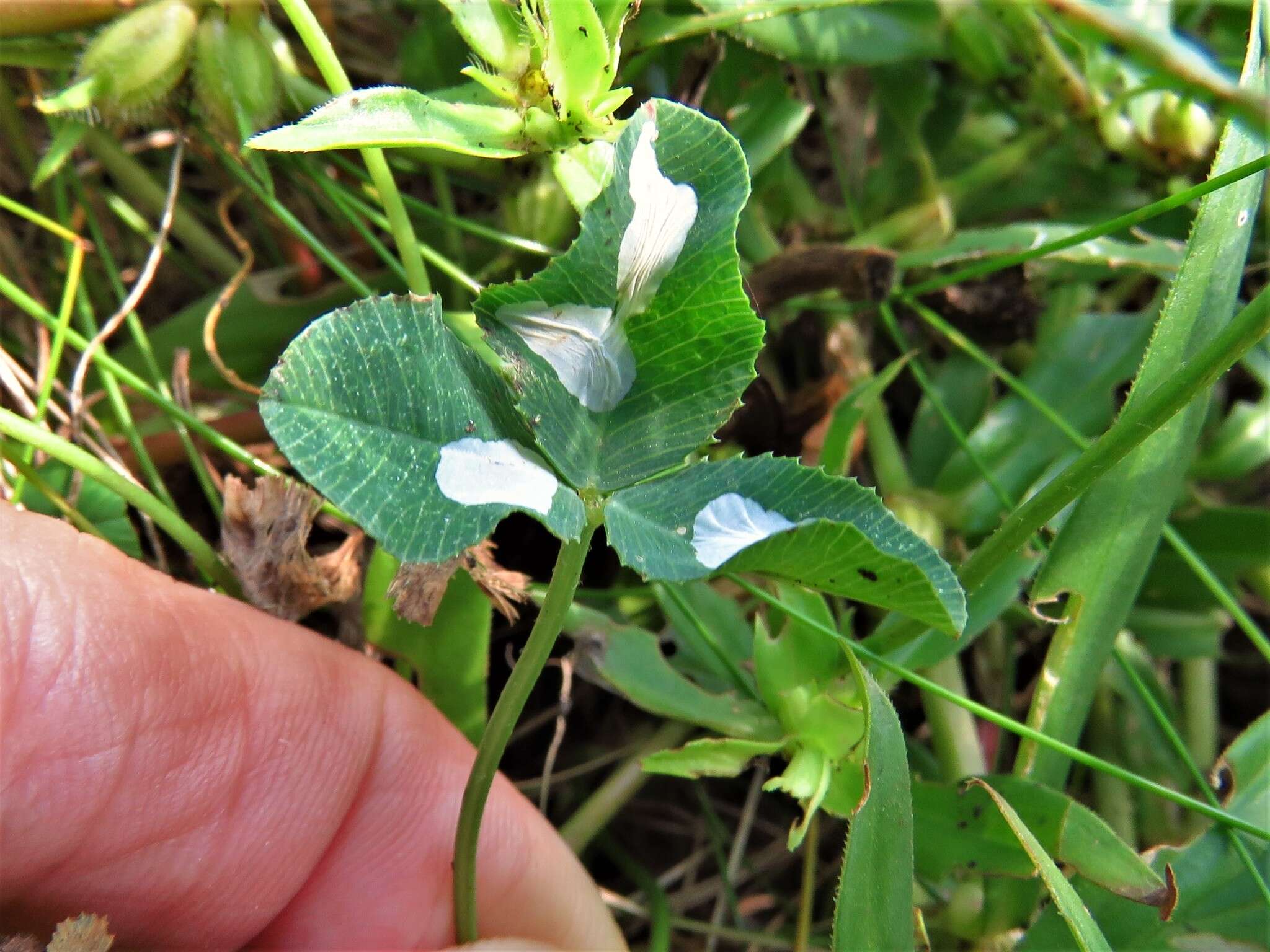 Image of Leaf miner moth