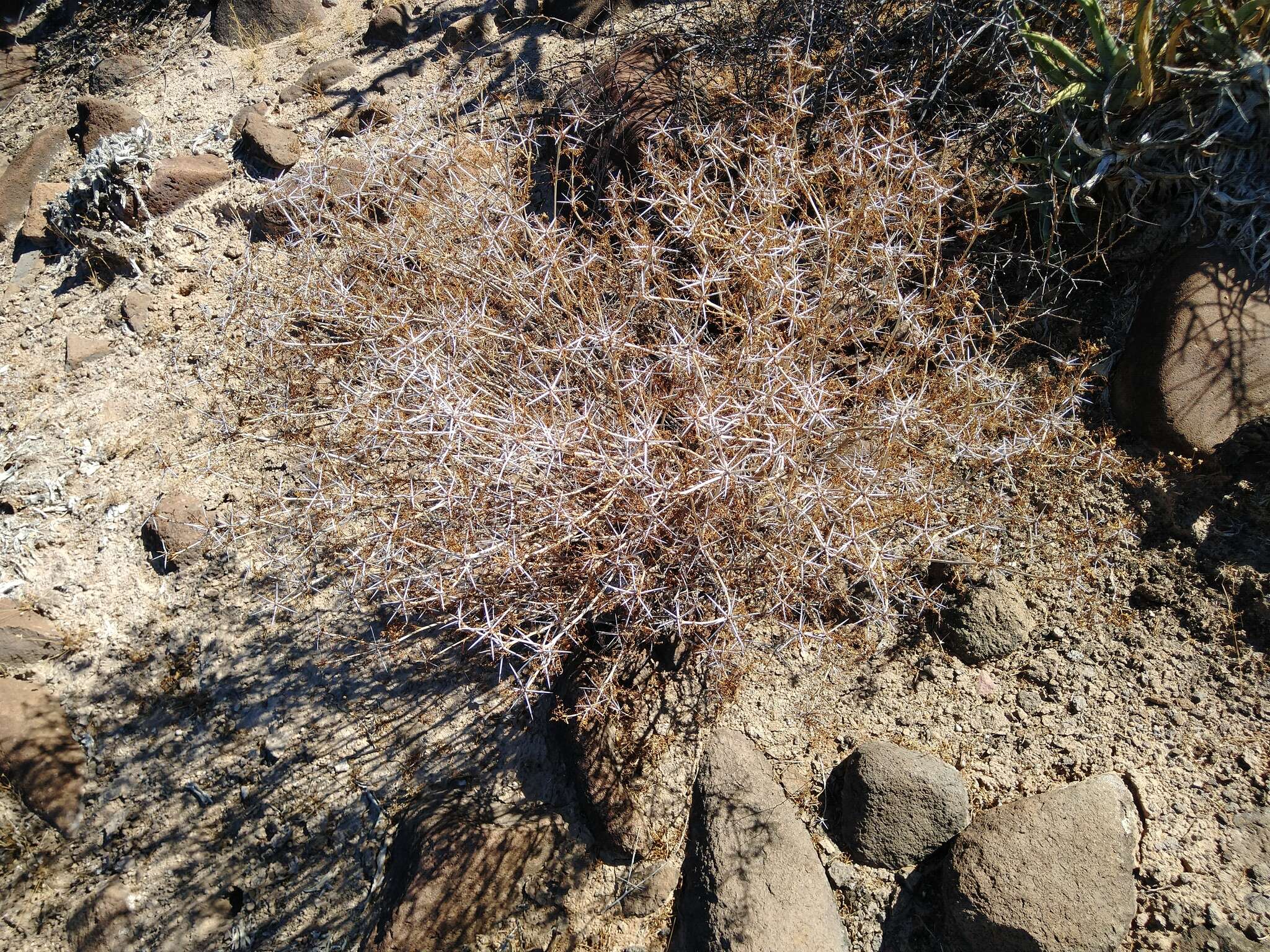 Image of Ambrosia bryantii (Curran) Payne