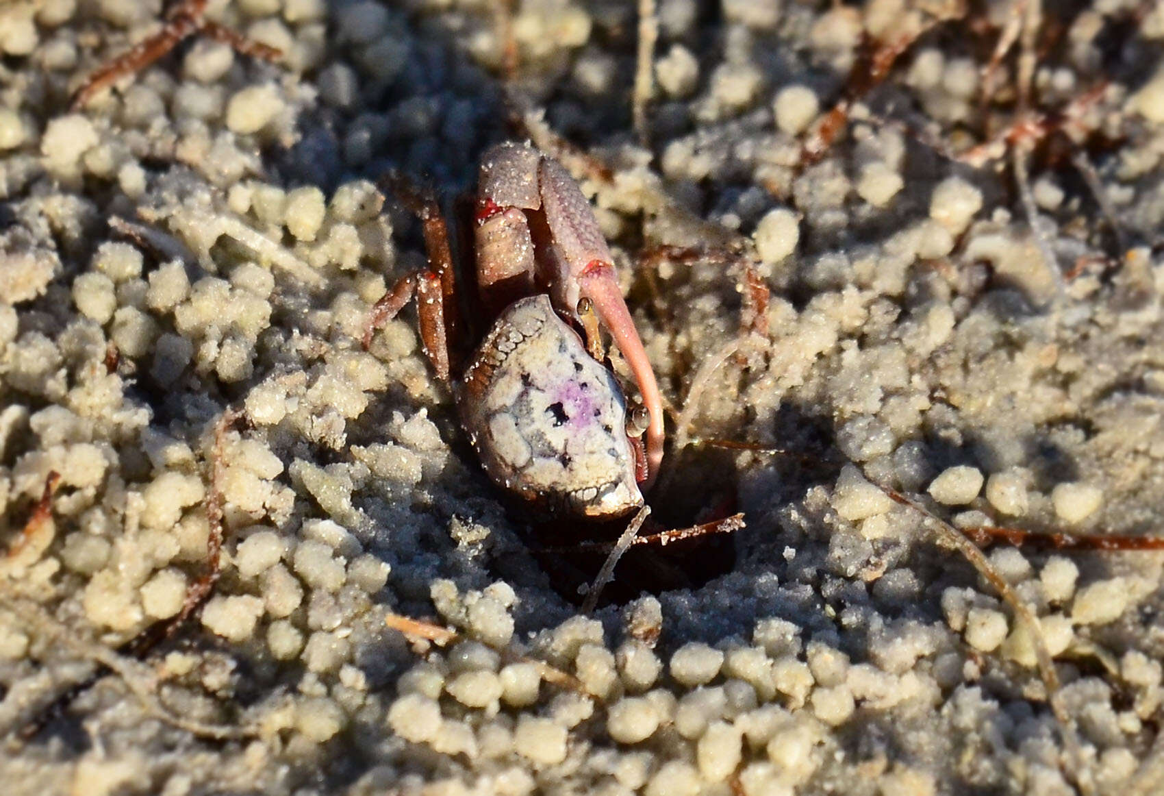 Image of Atlantic sand fiddler