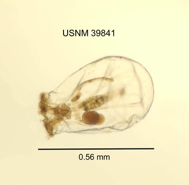 Image of <i>Epiphanes clavulata</i> (Ehrenberg 1831)