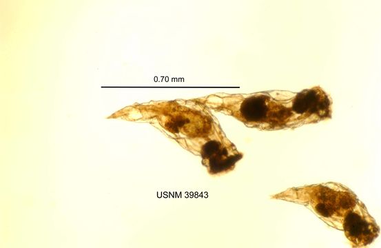Image of <i>Epiphanes senta</i> (Müller 1773)