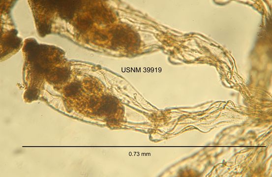 Image of <i>Sinantherina semibullata</i> (Thorpe 1889)