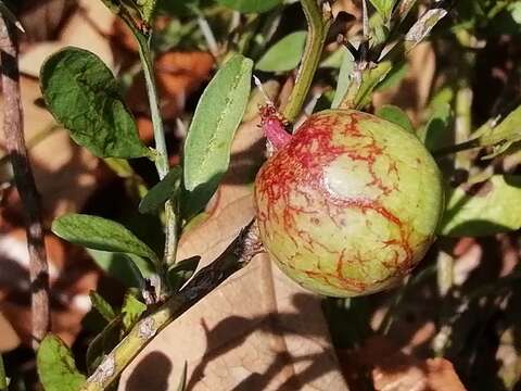 Imagem de Ximenia parviflora Benth.