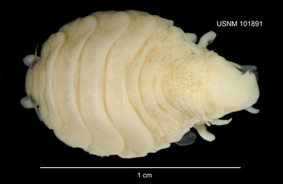 Image of <i>Artystone trysibia</i> Schioedte 1866