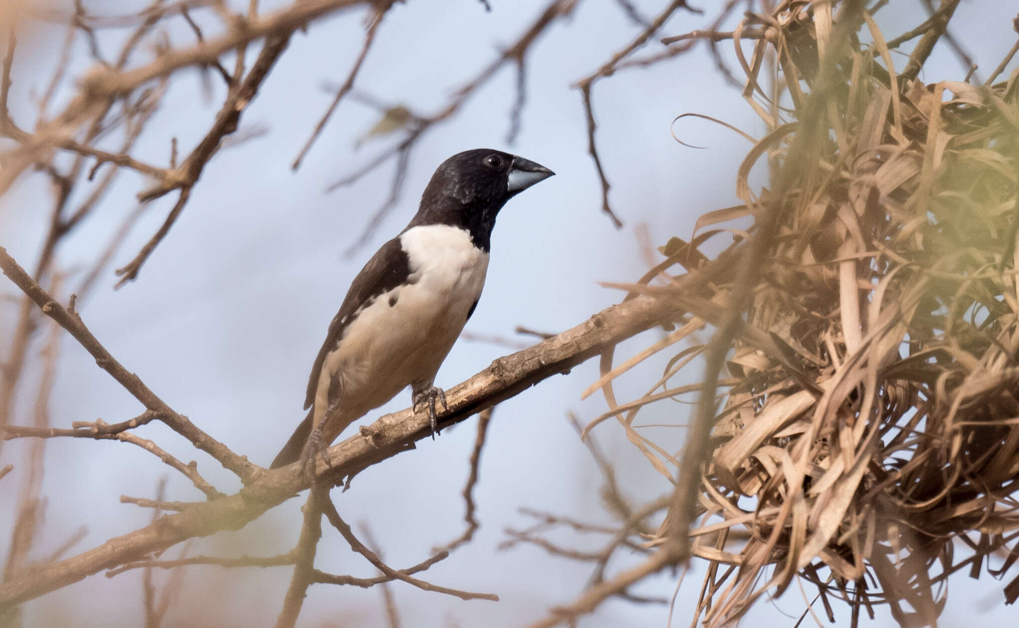 Image of Magpie Mannikin