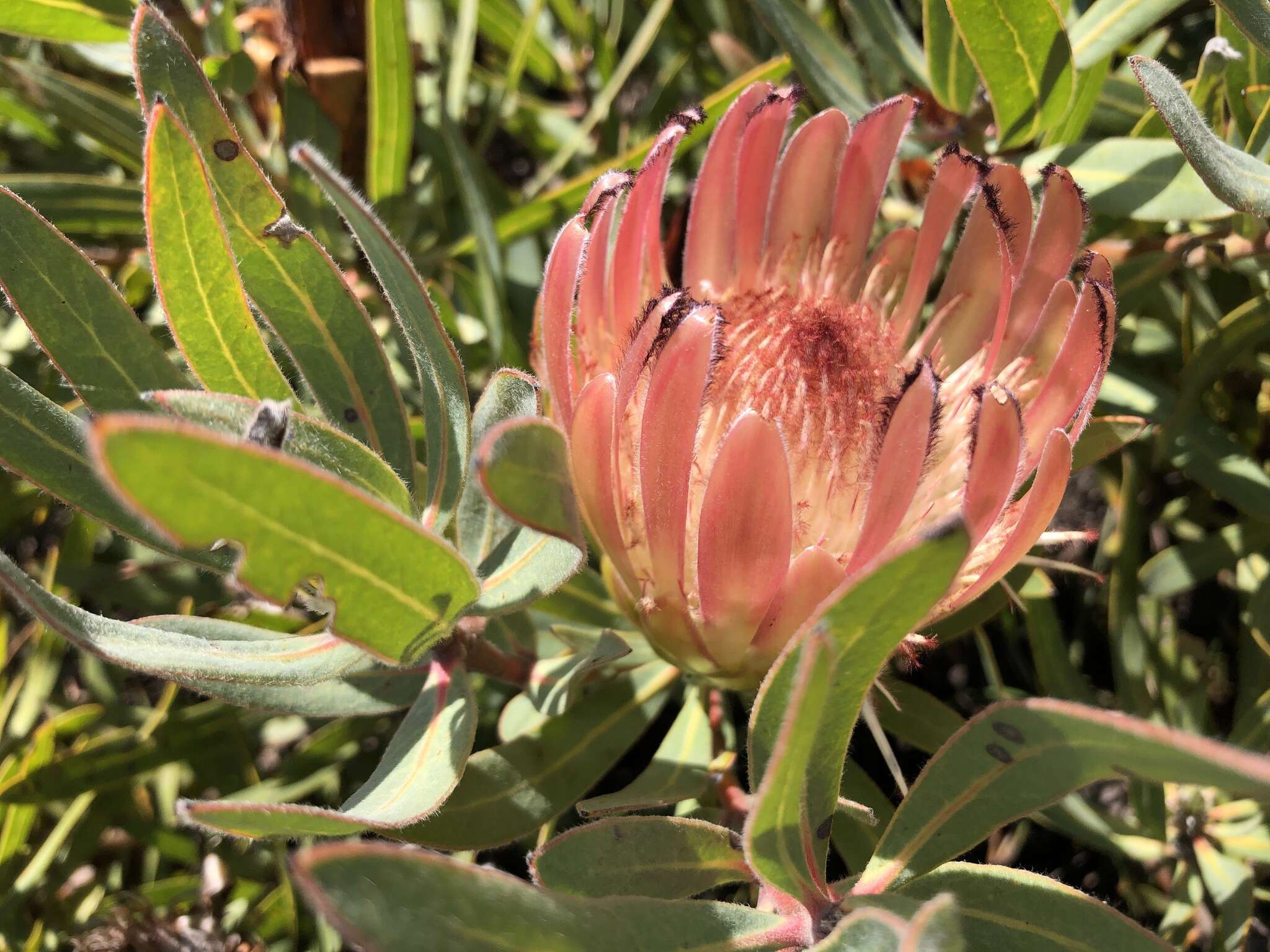 Imagem de Protea burchellii Stapf