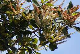 Clethra mexicana DC.的圖片