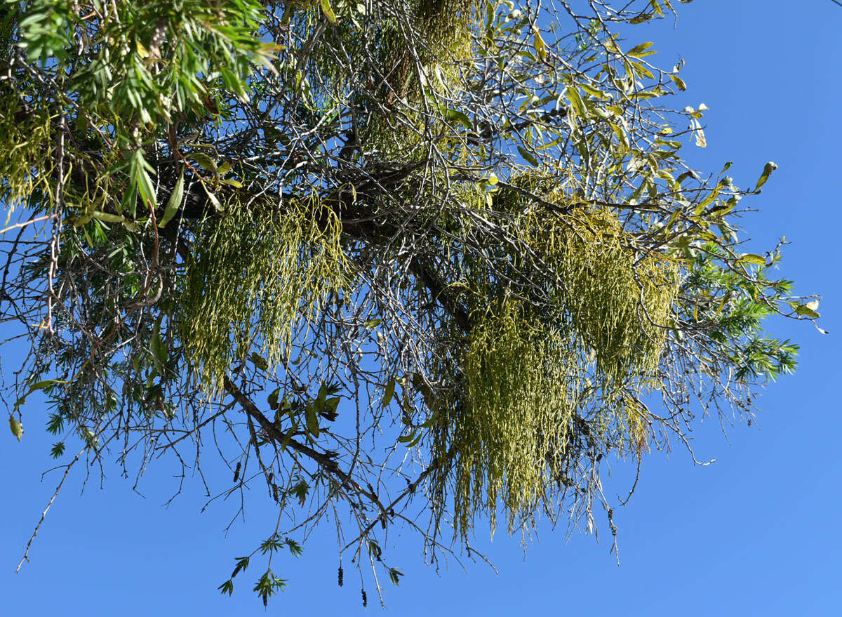 Image of Viscum articulatum Burm. fil.