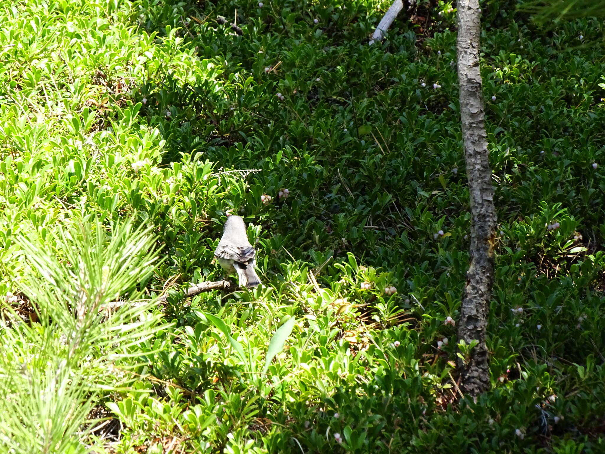 Image of White-winged Junco