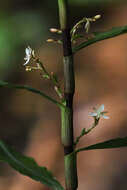 Image of Stanfieldiella imperforata (C. B. Clarke) Brenan