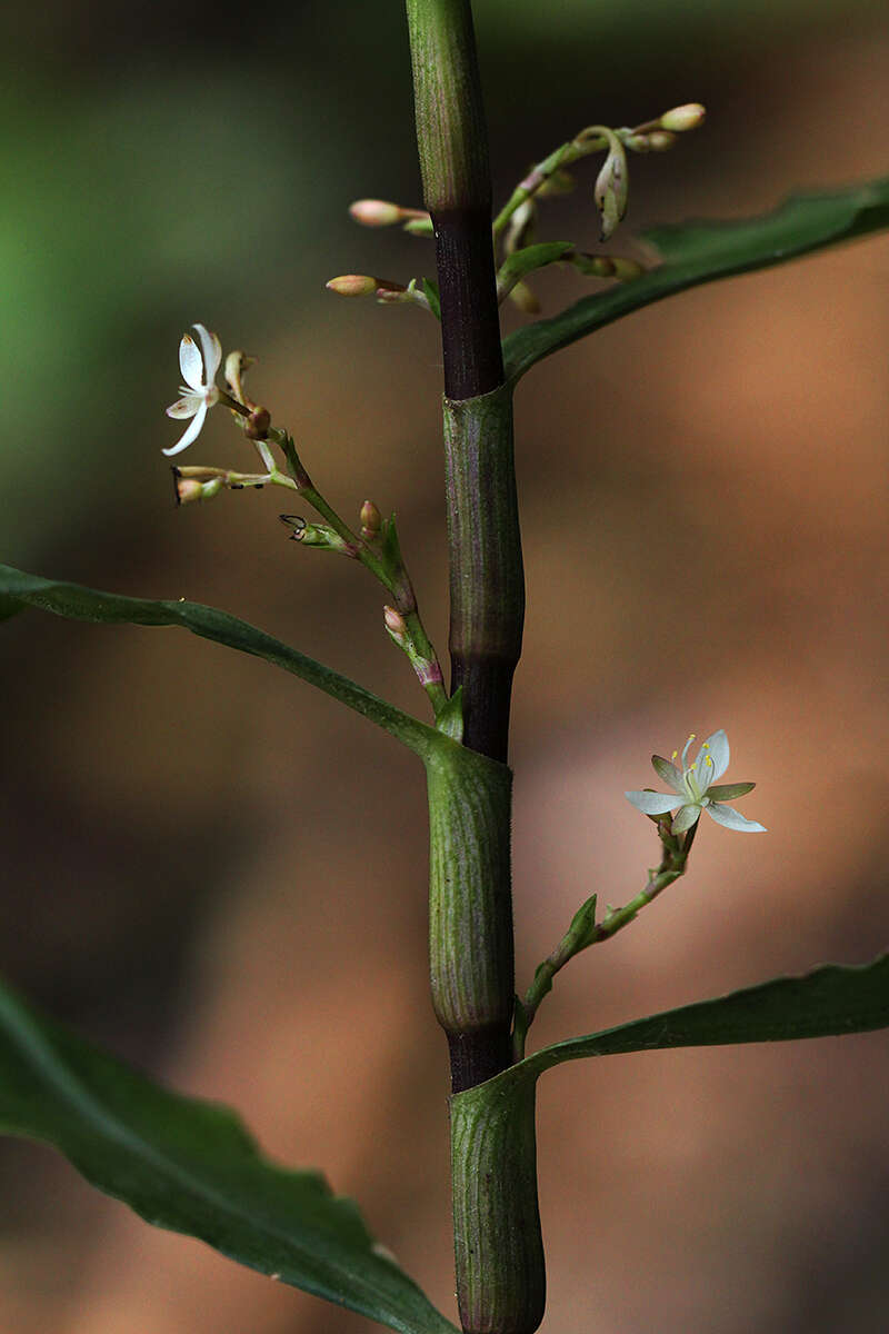 Image of Stanfieldiella imperforata (C. B. Clarke) Brenan