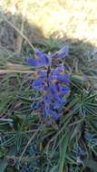 Image of Lupinus multiflorus Desr.
