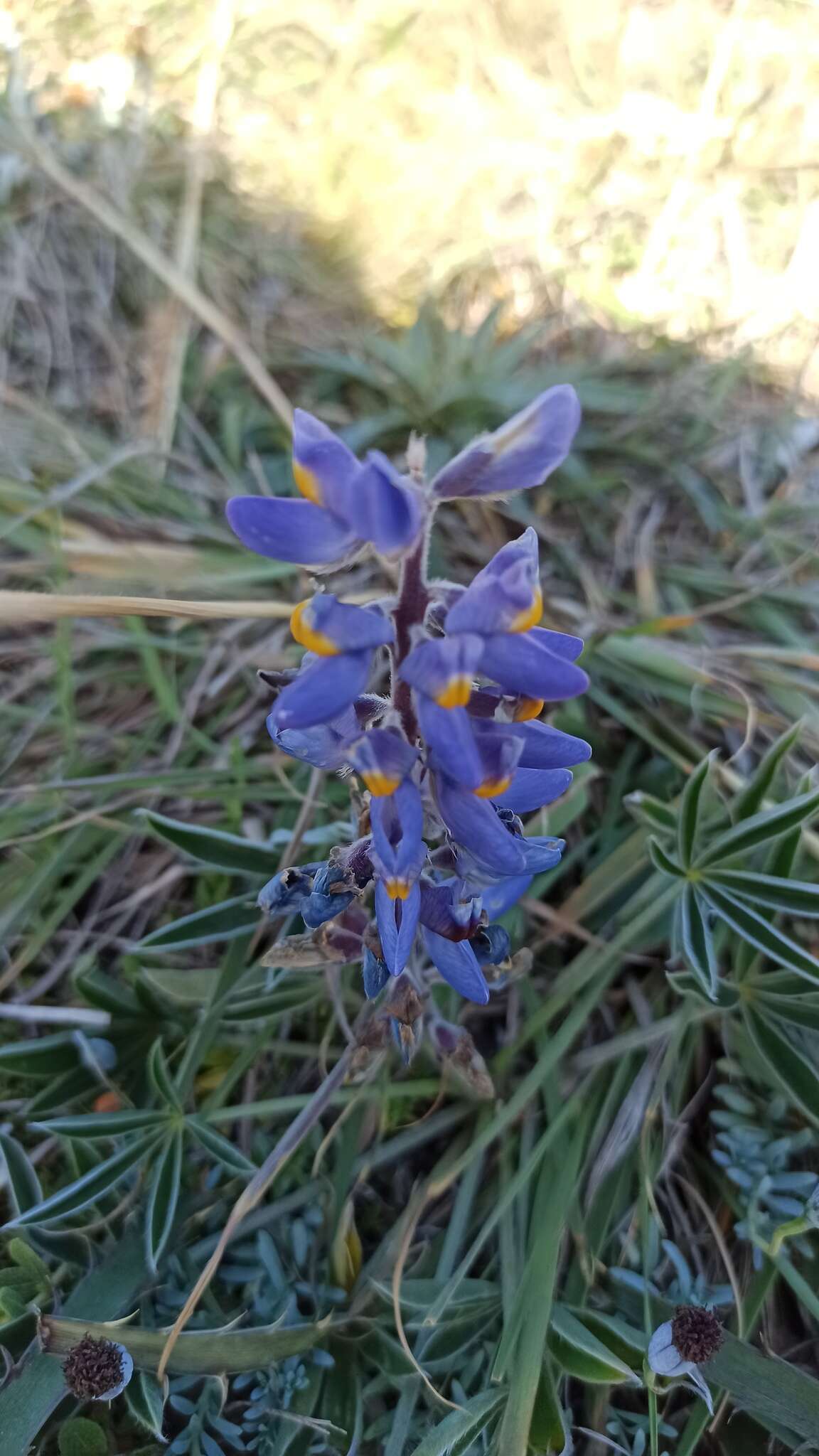 Image of Lupinus multiflorus Desr.
