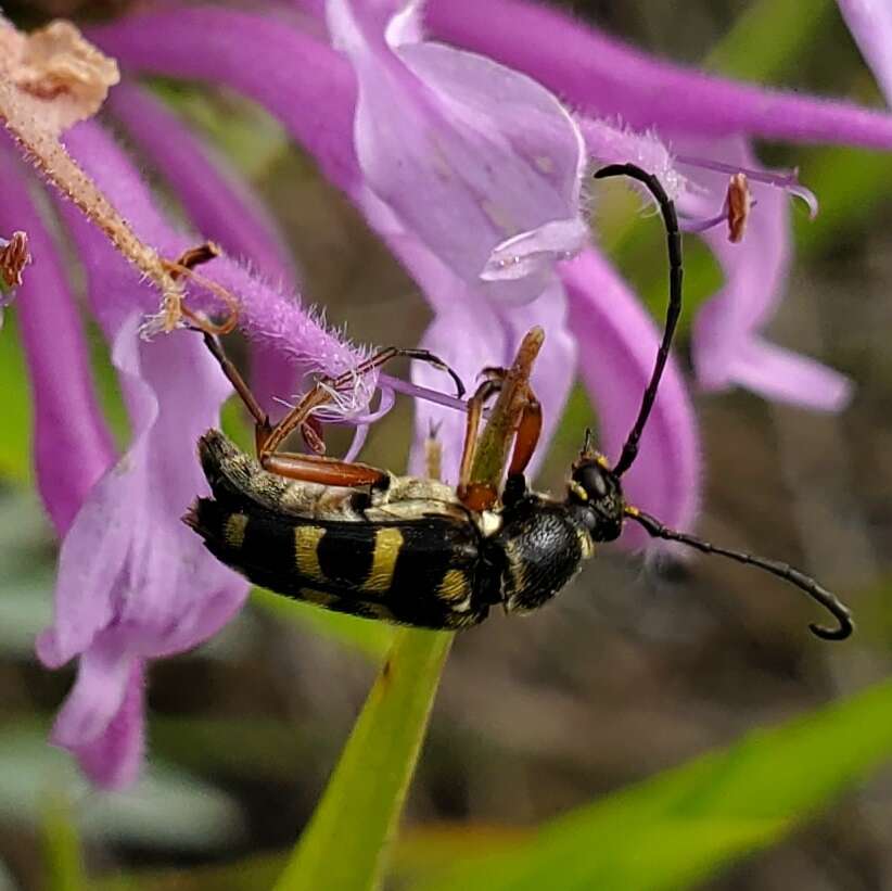 Imagem de Typocerus sparsus Le Conte 1878