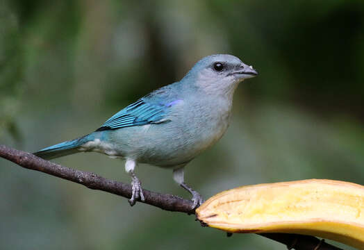 Image of Azure-shouldered Tanager