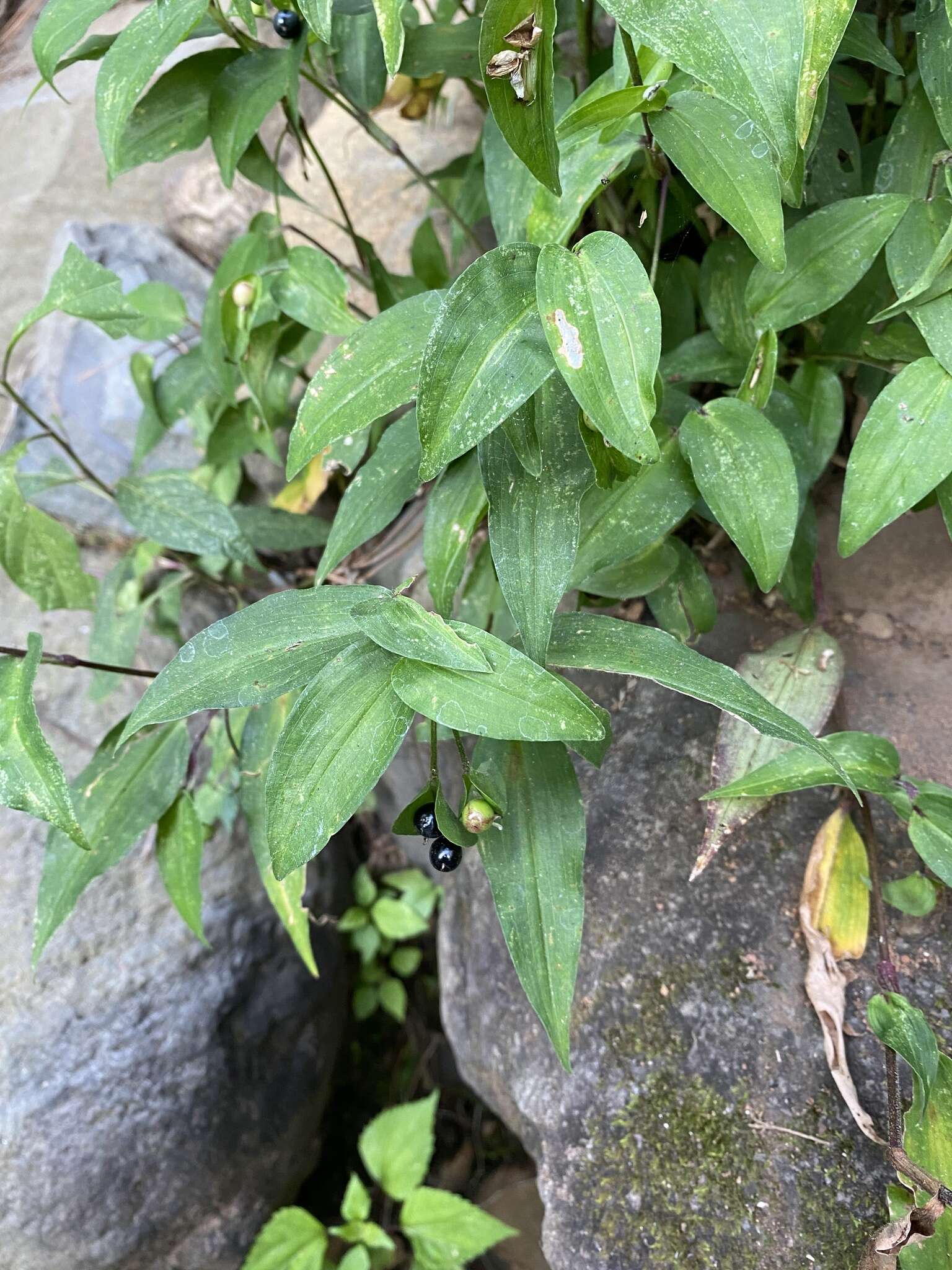 Commelina leiocarpa Benth.的圖片