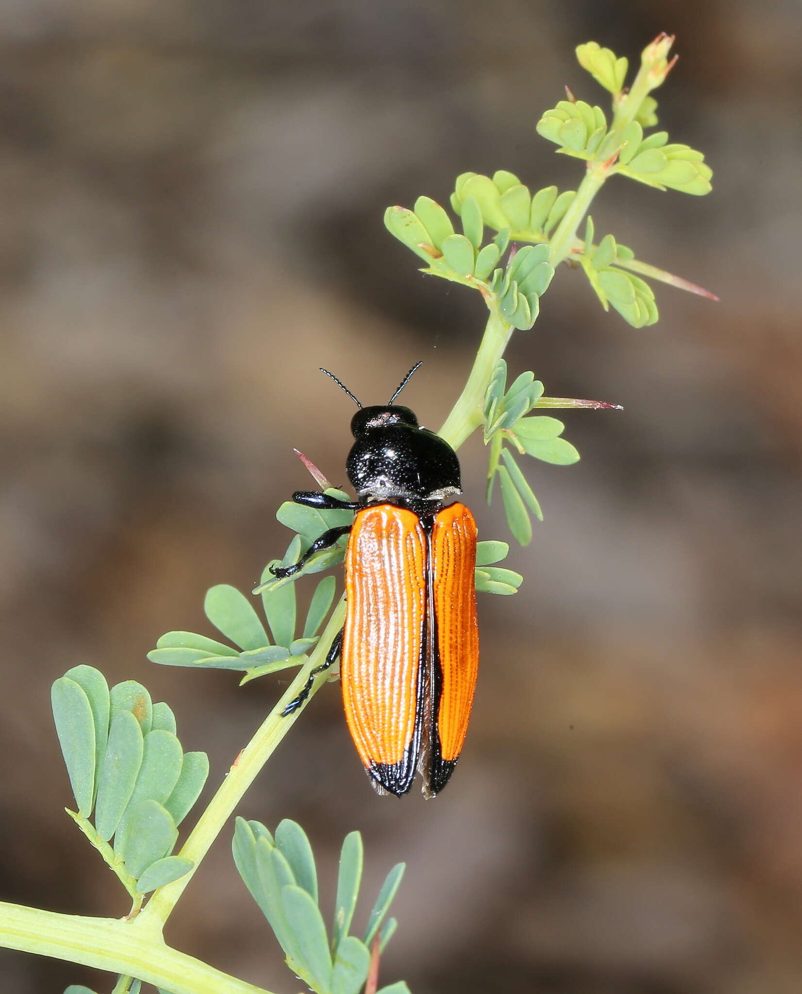 Image of Castiarina rufipennis (Kirby 1818)