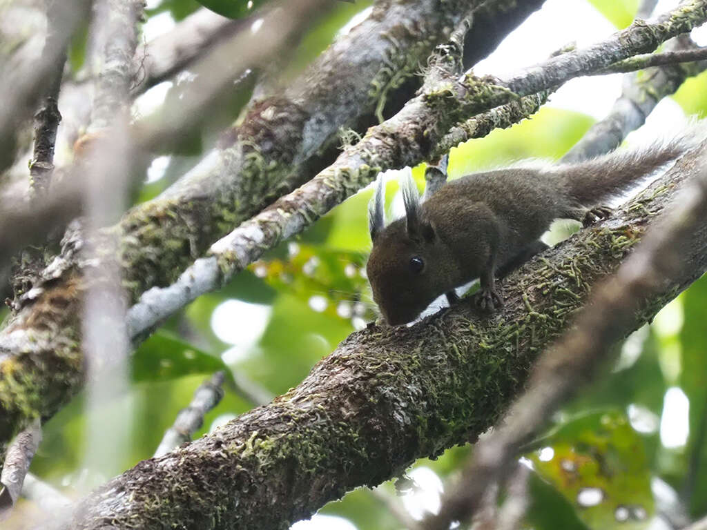 Image of Tufted Pygmy Squirrel