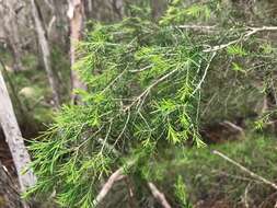 Image of swamp paperbark